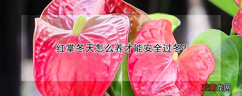 红掌冬天养殖方法和注意事项 红掌冬天怎么养才能安全过冬?