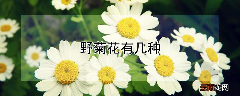 野菊花有几种颜色分别是什么颜色 野菊花有几种