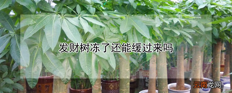 发财树冻了还能缓过来吗 发财树冻了多久能缓过来