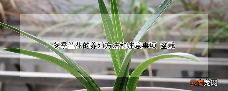 冬季兰花的养殖方法和注意事项 冬季养兰花的具体方法