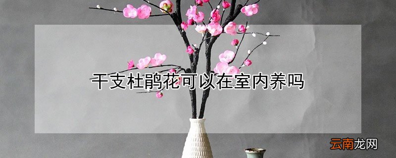 干支杜鹃花可以在室内养吗 杜鹃花适合在屋内养吗