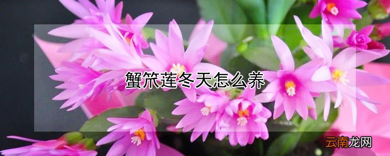 蟹笊莲冬天怎么养 冬季蟹爪莲怎么养