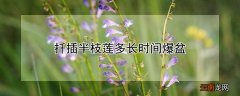 扦插半枝莲多长时间爆盆 半枝莲多久开花