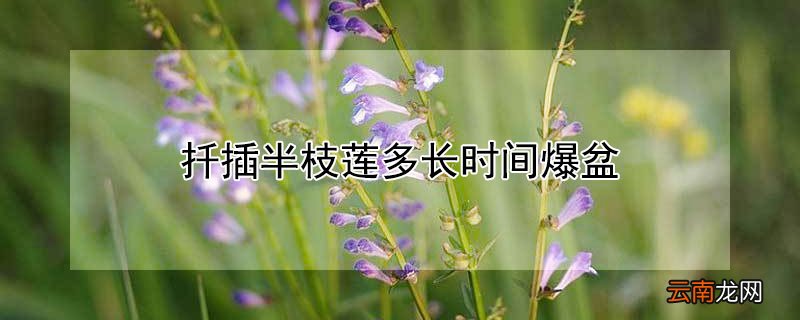 扦插半枝莲多长时间爆盆 半枝莲多久开花