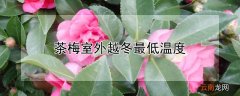 茶梅室外越冬最低温度 茶梅过冬需要温度多少