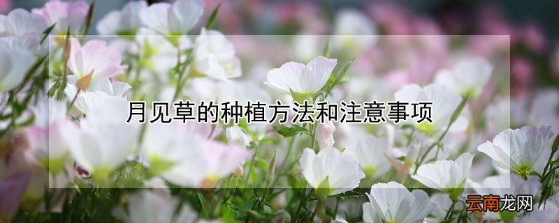 月见草的种植技术 月见草的种植方法和注意事项