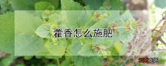藿香施什么肥 藿香怎么施肥