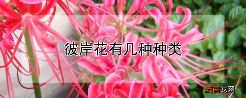 彼岸花是哪种花 彼岸花有几种种类