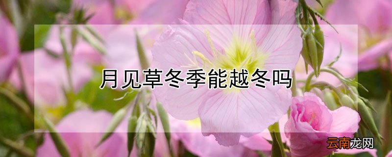 月见草冬天开花吗 月见草冬季能越冬吗