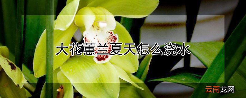 大花蕙兰怎么浇水施肥 大花蕙兰夏天怎么浇水