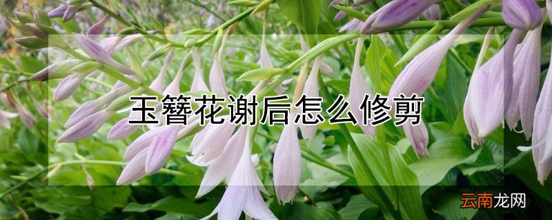 玉簪花谢后怎么修剪 玉簪花开过花后要剪花枝吗