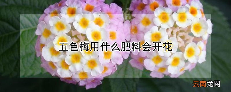 五色梅开花时能施肥吗 五色梅用什么肥料会开花