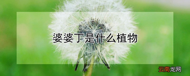 婆婆丁是十字花科植物吗 婆婆丁是什么植物