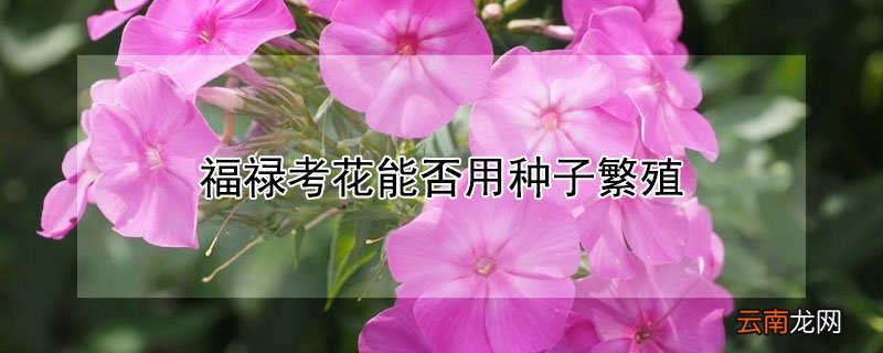 福禄考花怎么繁殖 福禄考花能否用种子繁殖
