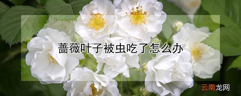 蔷薇叶子被虫吃了怎么办 蔷薇花的叶子被虫子吃了怎么办