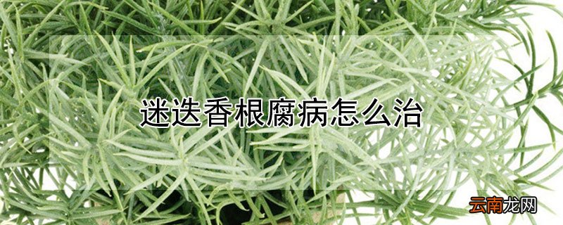 迷迭香根腐病防治 迷迭香根腐病怎么治