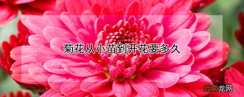 菊花从小苗到开花要多久 菊花小苗多长时间开花