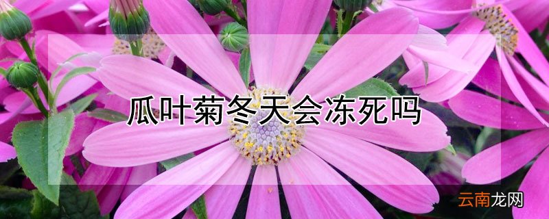 瓜叶菊夏天会死吗 瓜叶菊冬天会冻死吗