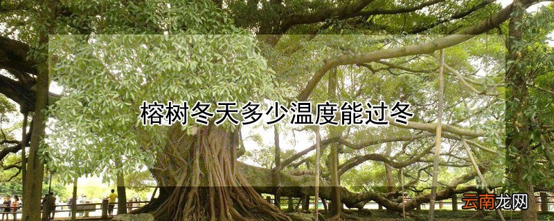 榕树冬天多少温度能过冬 榕树过冬的最低温度是多少