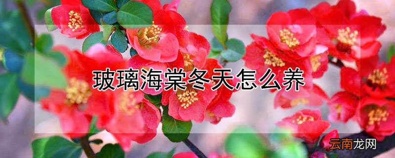玻璃海棠冬天怎么养护 玻璃海棠冬天怎么养