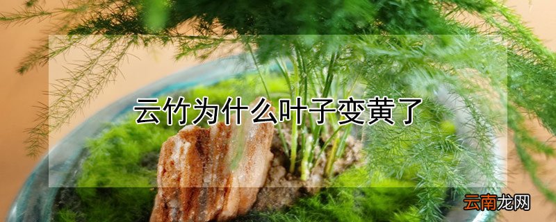 云竹中间叶子发黄怎么回事 云竹为什么叶子变黄了