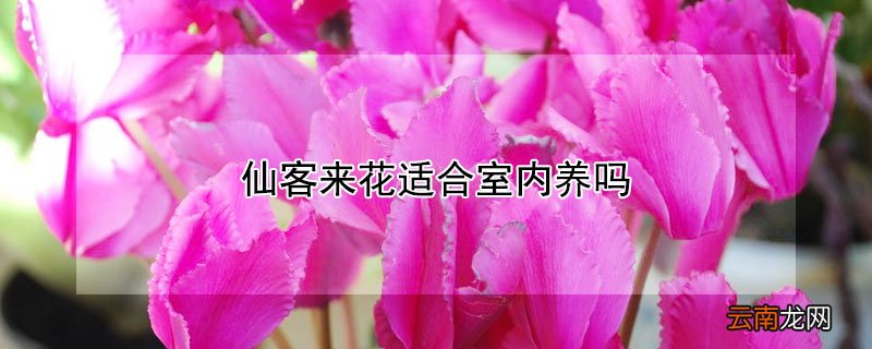 仙客来花适合室内养吗 花仙客来适合在屋里养吗