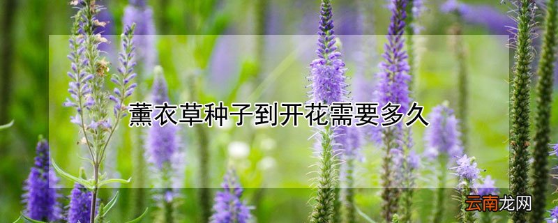 薰衣草种子种植多久发芽 薰衣草种子到开花需要多久