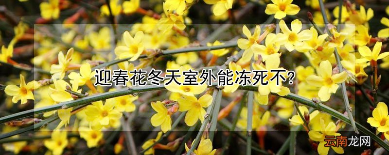 迎春花冬天室外能冻死不? 迎夏花冬天能冻死吗