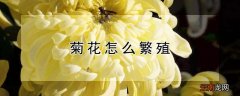 菊花怎么繁殖后代 菊花怎么繁殖