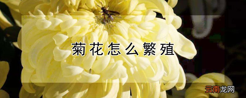 菊花怎么繁殖后代 菊花怎么繁殖