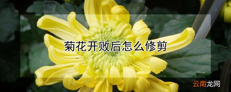 菊花开败后怎么修剪过冬 菊花开败后怎么修剪