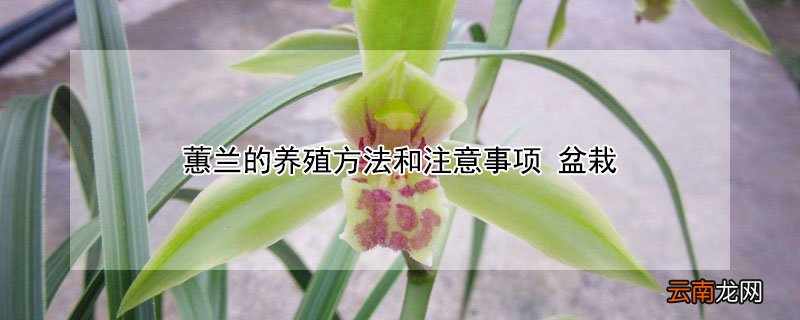 蕙兰的养殖方法和注意事项 蕙兰的养殖方法和注意事项视频