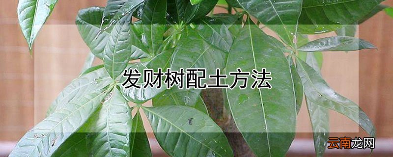 发财树配土方法 发财树栽培土怎么配
