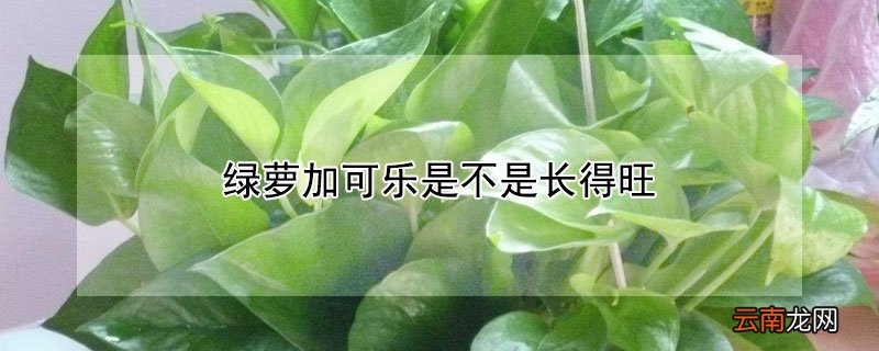 绿萝加可乐是不是长得旺 可乐对绿萝有肥料功能吗