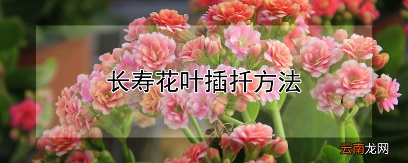 长寿花叶插扦方法 长寿花叶片插扦