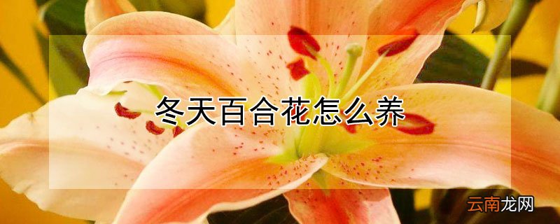 冬天百合花怎么养 盆栽百合花怎么过冬天