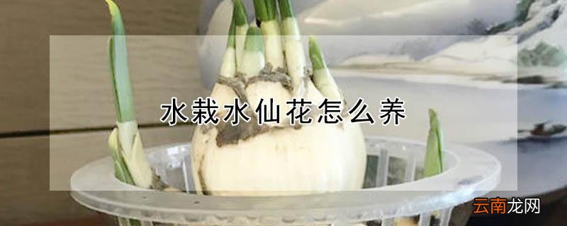 水培水仙花怎么养 水栽水仙花怎么养