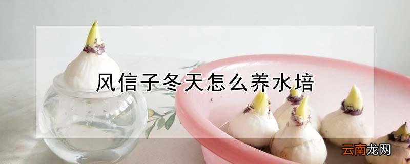 风信子冬天怎么养水培 风信子冬季适合水培还是土培