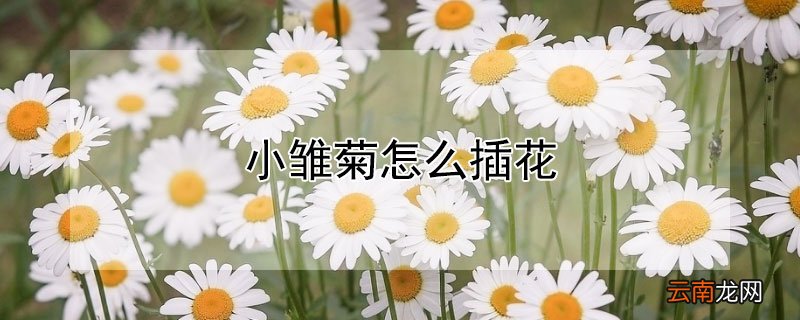 小雏菊怎么插花好看 小雏菊怎么插花