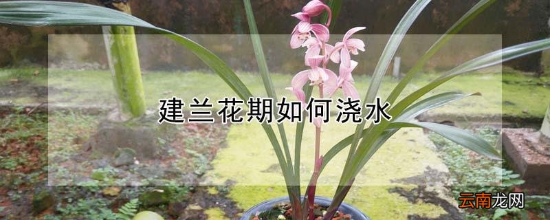 建兰开花期间怎么浇水 建兰花期如何浇水