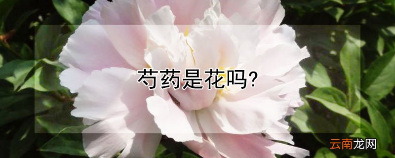 芍药是花吗还是药 芍药是花吗?