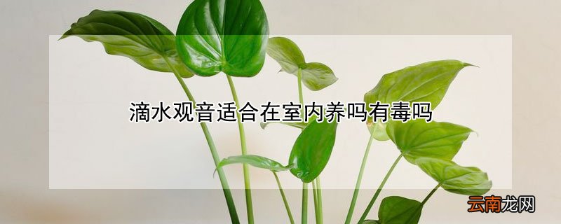滴水观音适合在室内养吗有毒吗 滴水观音能不能在室内养有害健康吗?