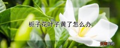 栀子花叶子全黄了怎么办? 栀子花叶子黄了怎么办