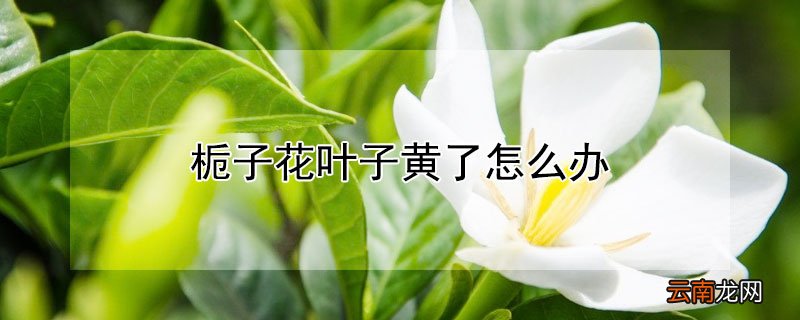 栀子花叶子全黄了怎么办? 栀子花叶子黄了怎么办