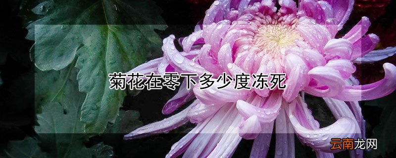 菊花多少温度会冻死 菊花在零下多少度冻死