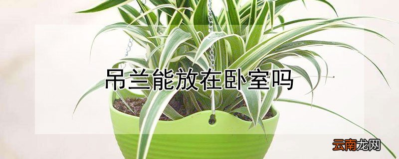 吊兰能放在卧室吗 金鱼吊兰能放在卧室吗