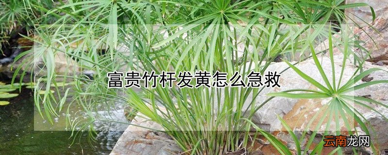 富贵竹杆发黄怎么急救 富贵竹杆发黄怎么急救视频