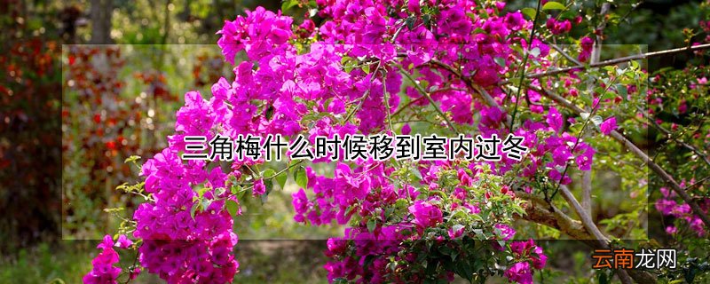 三角梅过冬后什么时候搬到室外 三角梅什么时候移到室内过冬