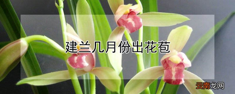 建兰几月份出花苞 建兰什么时候出花苞