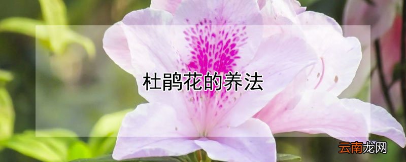 杜鹃花的养法 室内养杜鹃花的养法